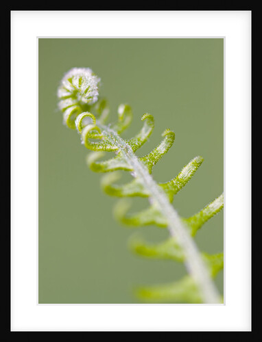 Curled Fern Frond by Anonymous