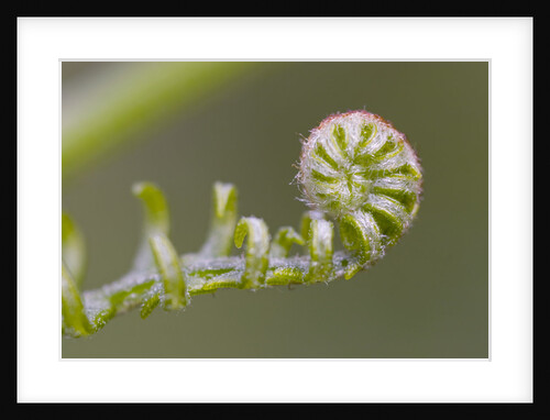 Curled Fern Frond by Anonymous