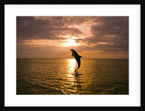 Dolphin Breaching at Sunset by Anonymous