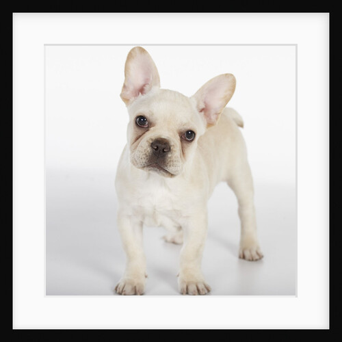 French Bulldog by Anonymous