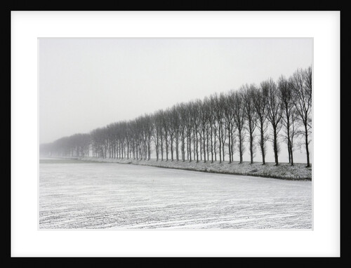 Dike with Cottonwoods in Winter by Anonymous