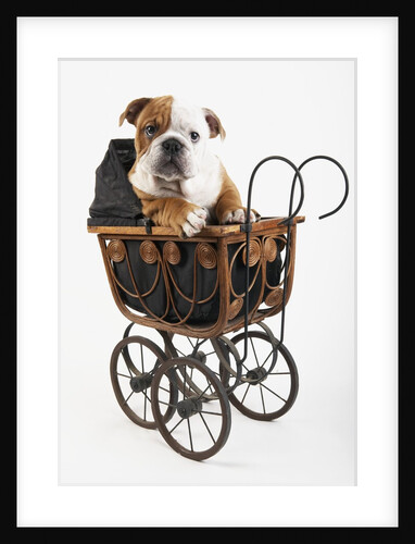 English Bulldog Puppy in a Baby Carriage by Anonymous