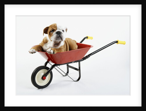 English Bulldog Puppy in a Wheelbarrow by Anonymous