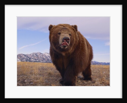 Grizzly Licking Its Chops by Anonymous