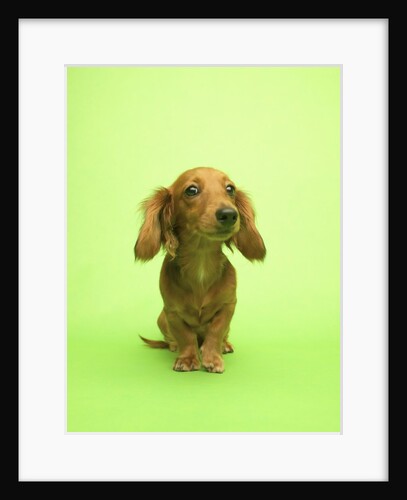 Long-haired Dachshund by Anonymous