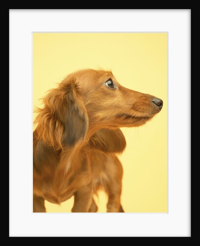 Long-haired Dachshund by Anonymous