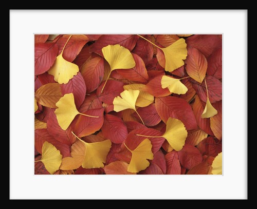 Autumnal Ginko and Dogwood Leaves by Anonymous