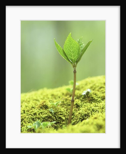 New Seedling by Anonymous