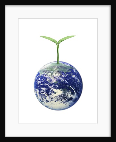 Sprout Growing From the Earth by Anonymous