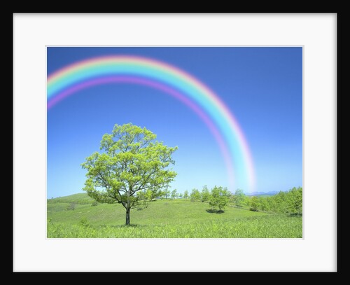 Rainbow Over a Tree by Anonymous