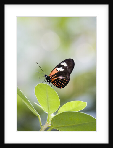 Postman Butterfly Sitting on Leaf by Anonymous