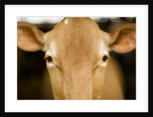 Head of Cow by Anonymous