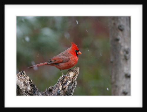 Cardinal, State Bird of North Carolina by Anonymous