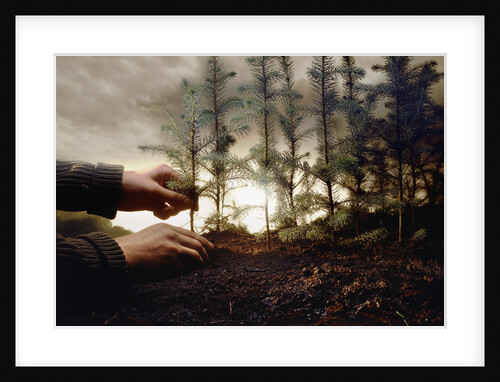 Man Planting Row of Trees by Anonymous