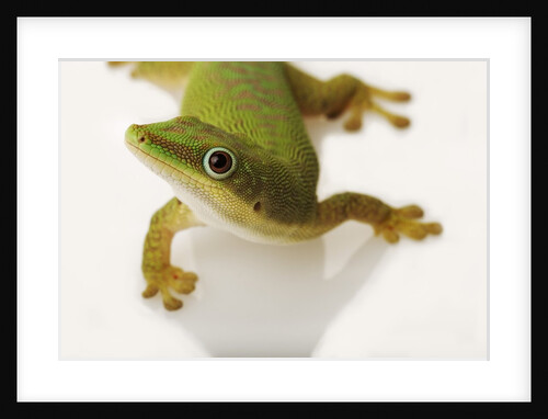Day Gecko by Anonymous
