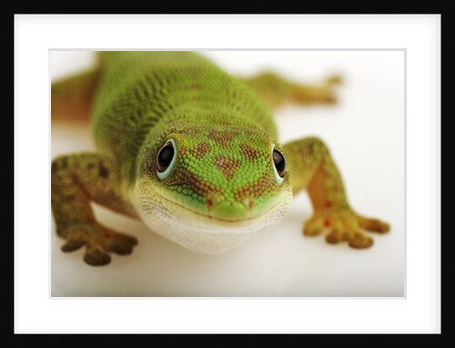 Day Gecko by Anonymous