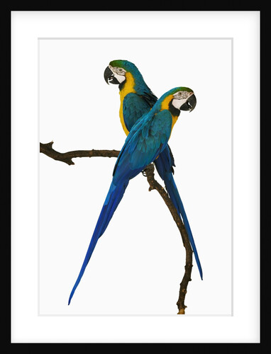 Blue-and-Gold Macaws by Anonymous