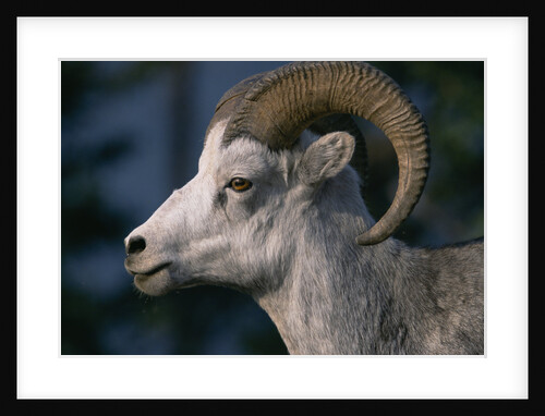 Stone Sheep Ram by Anonymous