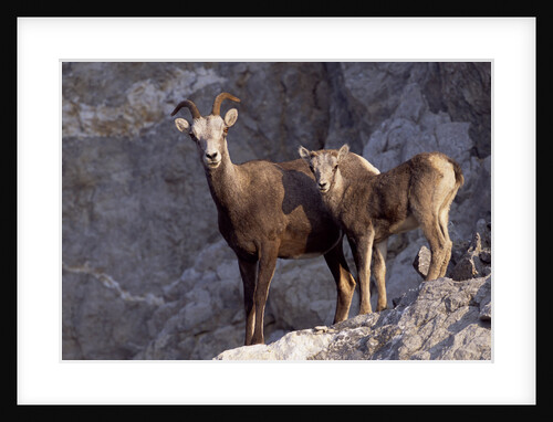 Stone Sheep Eve and Lamb on Rocky Slope by Anonymous