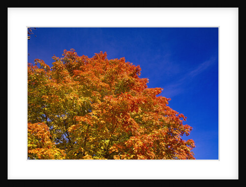 Brightly Colored Sugar Maple in Autumn by Anonymous