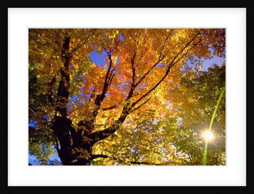 Sunlight Shining Through Sugar Maple Leaf Canopy by Anonymous