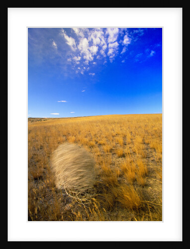 Tumbleweed Rolling over Prairie by Anonymous