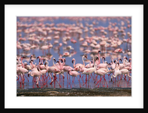 Flock of Lesser Flamingoes Feeding and Walking in Shallow Lake by Anonymous