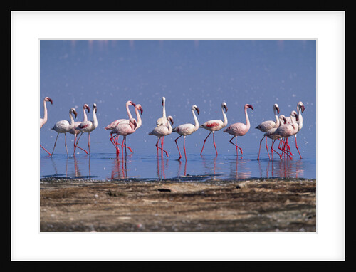 Lesser Flamingoes Walking Along Lake Shore by Anonymous