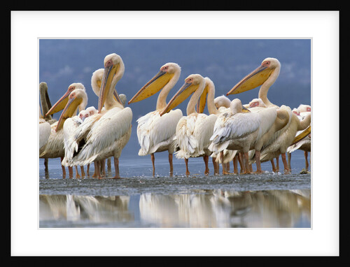 White Pelicans Standing in Shallow Water by Anonymous