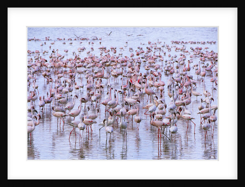 Flock of Lesser Flamingoes in Shallow Lake by Anonymous