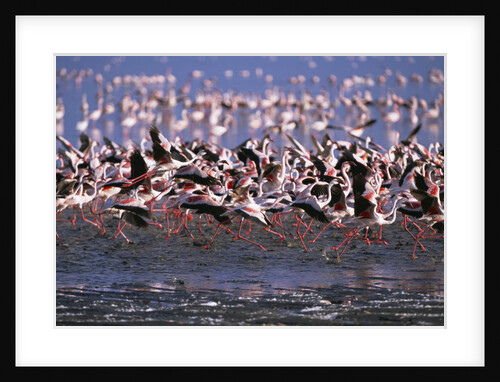 Lesser Flamingoes Scattering by Anonymous