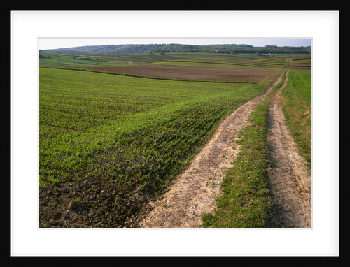 Dirt Road in Farmland by Anonymous