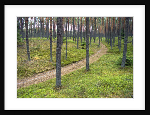 Dirt Road in Pine Forest by Anonymous