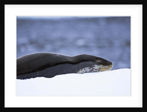 Leopard Seal Resting on Ice by Anonymous