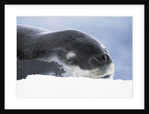 Leopard Seal Resting on Ice by Anonymous