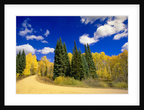 Aspens and Dirt Road on Hillside by Anonymous
