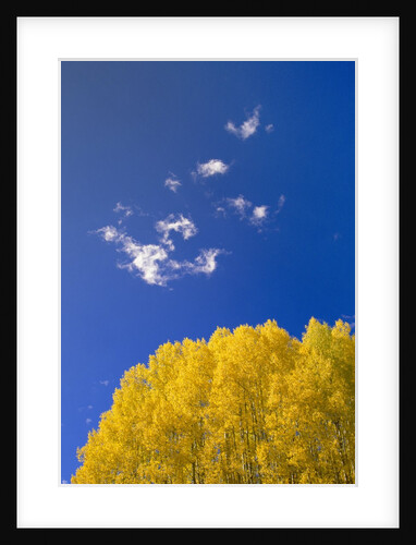 Yellow Aspens and Blue Sky by Anonymous