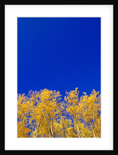 Yellow Aspens and Blue Sky by Anonymous