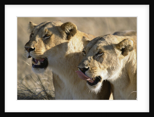 Lionesses Watching Savanna by Anonymous