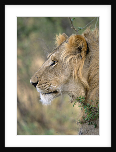 Lion in Bushes by Anonymous