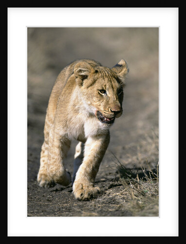 Lion Cub Running on Animal Trail by Anonymous