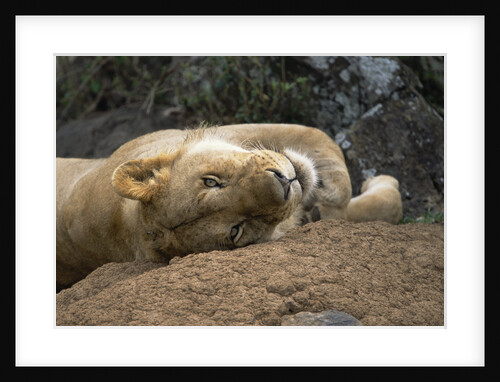 Young Male Lion Resting by Anonymous