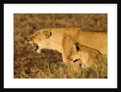 Lioness Roaring with Cub at Side by Anonymous