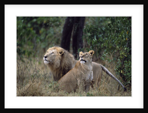 Lion and Lioness Watching Birds by Anonymous