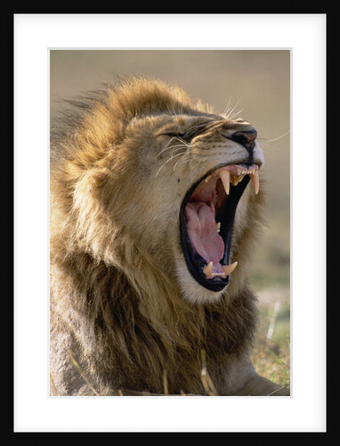 Lion Roaring by Anonymous