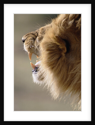 Lion Roaring by Anonymous