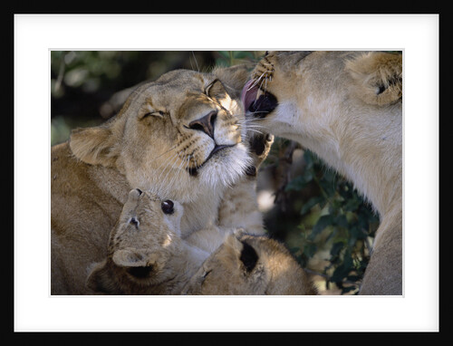 Lionesses Grooming One Another in Shade by Anonymous