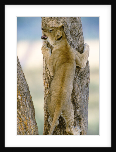 Lion Cub Climbing Tree by Anonymous