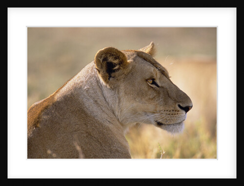 Lioness Resting by Anonymous