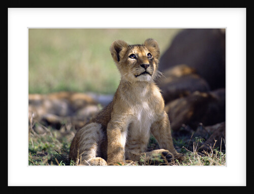 Lion Cub Watching Birds by Anonymous